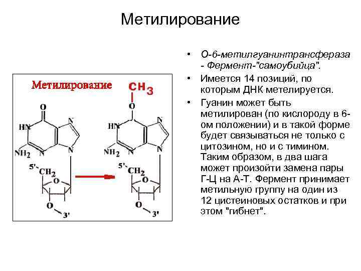 Метилирование • О-6 -метилгуанинтрансфераза - Фермент-