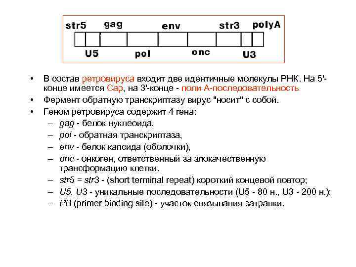  • • • В состав ретровируса входит две идентичные молекулы РНК. На 5'конце
