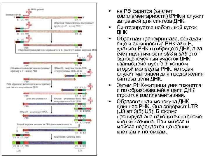  • • • на РВ садится (за счет комплементарности) t. РНК и служит
