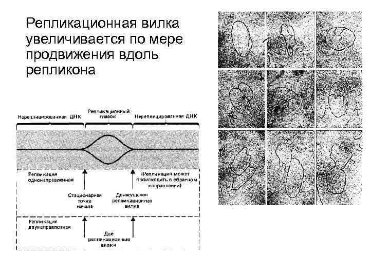 Репликационная вилка схема