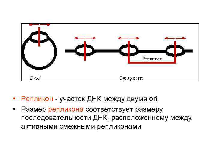 Репликационная вилка схема