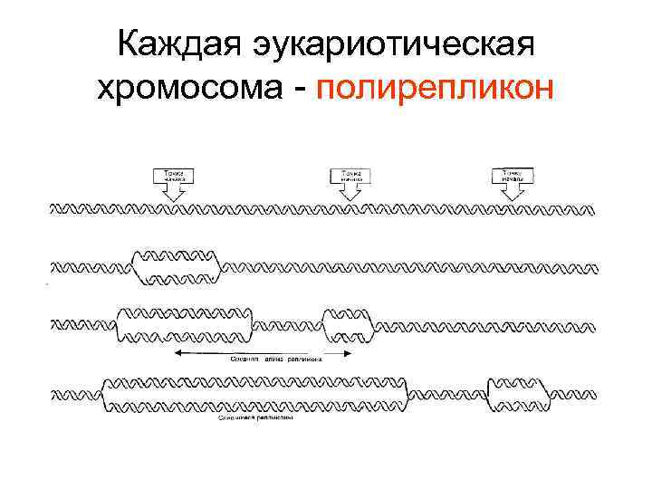 Каждая эукариотическая хромосома - полирепликон 