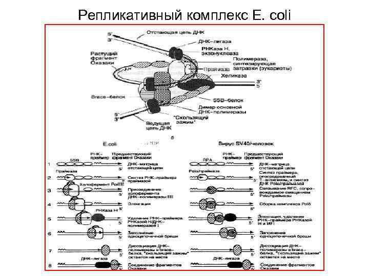 Репликативный комплекс E. coli 