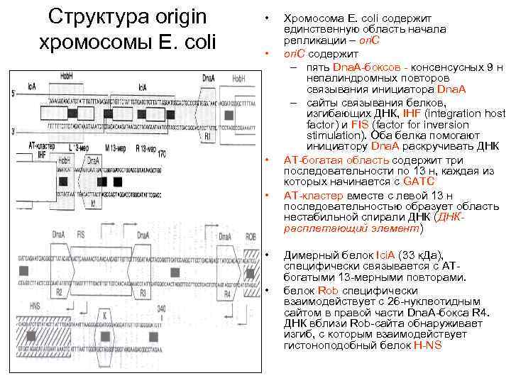 Структура origin хромосомы E. coli • • • Хромосома E. coli содержит единственную область