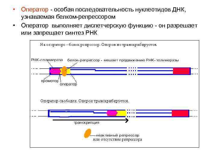  • Оператор - особая последовательность нуклеотидов ДНК, узнаваемая белком-репрессором • Оператор выполняет диспетчерскую