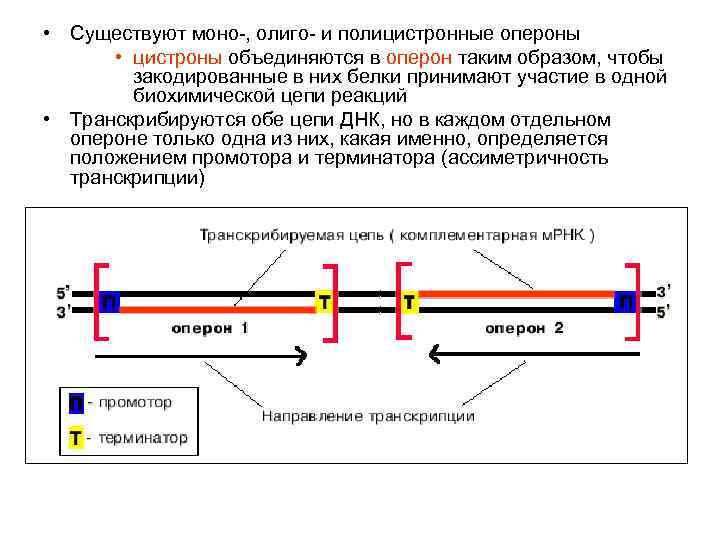 Полицистронная рнк. Полицистронная МРНК. Оперон и цистрон. Расщепление полицистронных МРНК.. Пути регуляции активности генов в опероне.