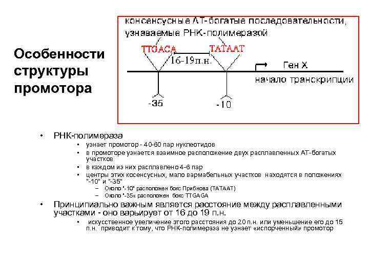 Особенности структуры промотора • РНК-полимераза • узнает промотор - 40 -60 пар нуклеотидов •