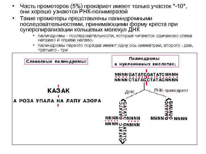  • Часть промоторов (5%) прокариот имеют только участок 