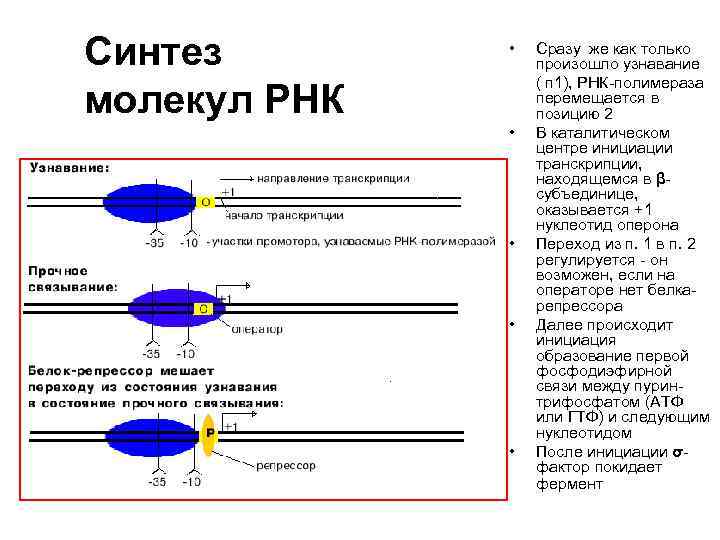 Синтез молекул РНК • • • Сразу же как только произошло узнавание ( п