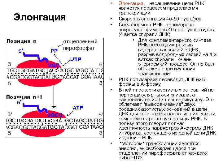  • Элонгация • • • Элонгация - наращивание цепи РНК является процессом продолжения