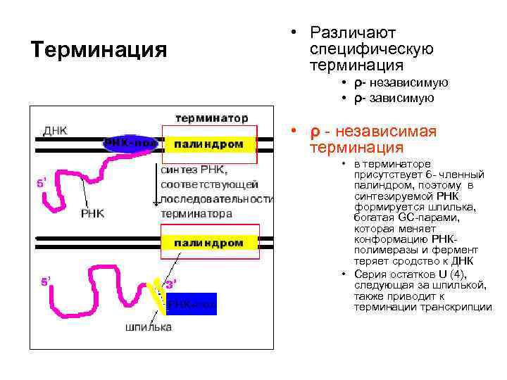 Терминация • Различают специфическую терминация • ρ- независимую • ρ- зависимую • ρ -