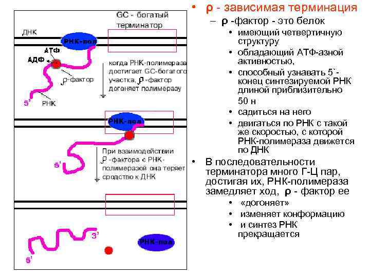  • ρ - зависимая терминация – ρ -фактор - это белок • имеющий