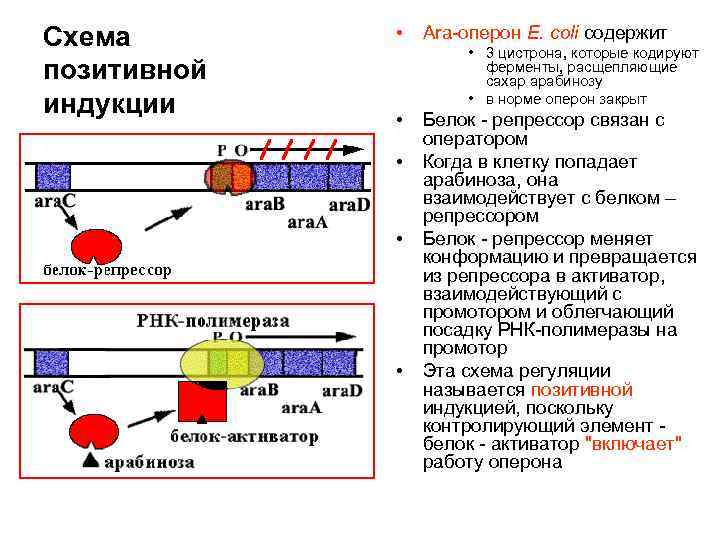 Регуляция действия генов и биосинтез белка схема жакоба и моно