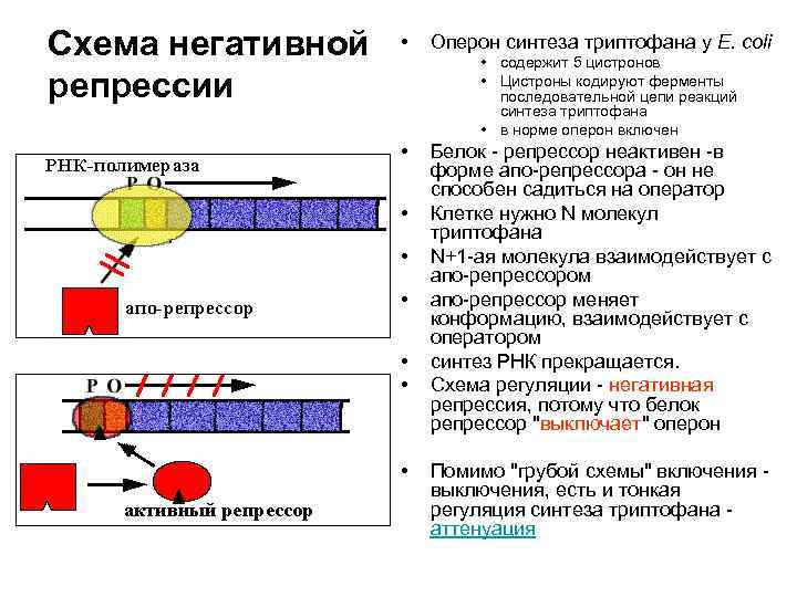 Схема регуляции биосинтеза белка по типу индукции и по типу репрессии