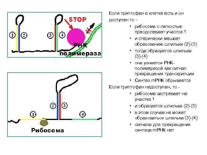 Если триптофан в клетке есть и он доступен то • рибосома с легкостью преодолевает