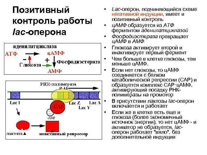 Позитивный контроль работы lac-оперона • • Lac-оперон, подчиняющийся схеме негативной индукции, имеет и позитивный