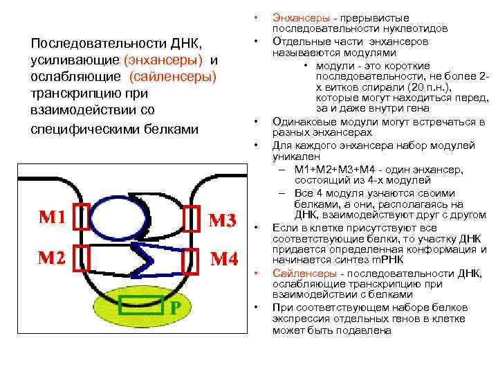  • Последовательности ДНК, усиливающие (энхансеры) и ослабляющие (сайленсеры) транскрипцию при взаимодействии со специфическими