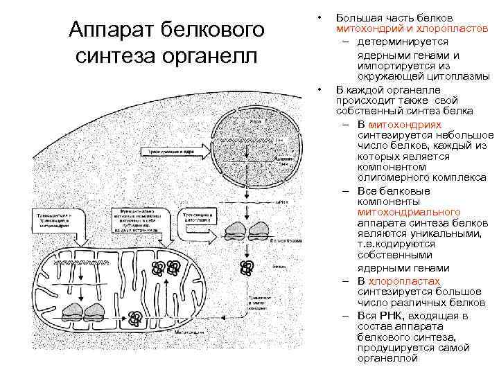 Синтез белков митохондрии. Синтез собственных белков в митохондриях. Аппарат синтеза белка митохондрии. Синтез белка в митохондриях. Биосинтез белка в митохондриях.