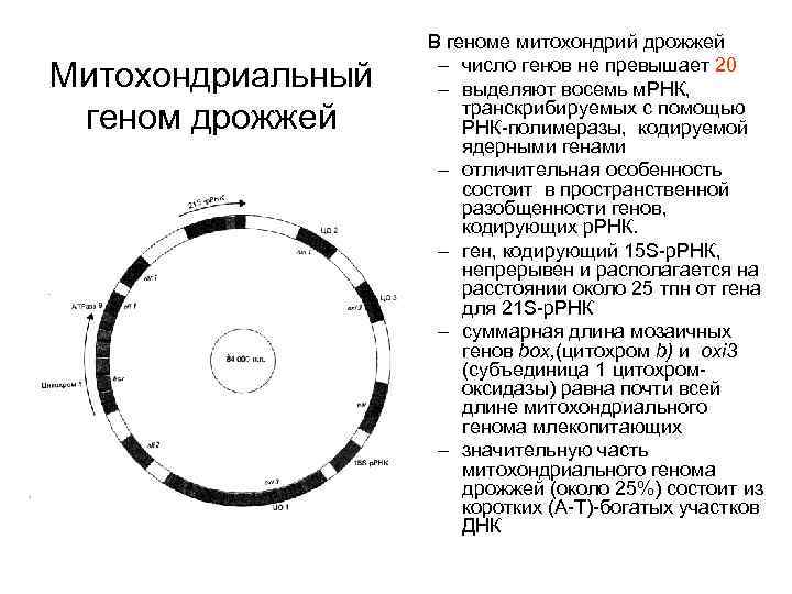 Митохондриальный геном дрожжей В геноме митохондрий дрожжей – число генов не превышает 20 –