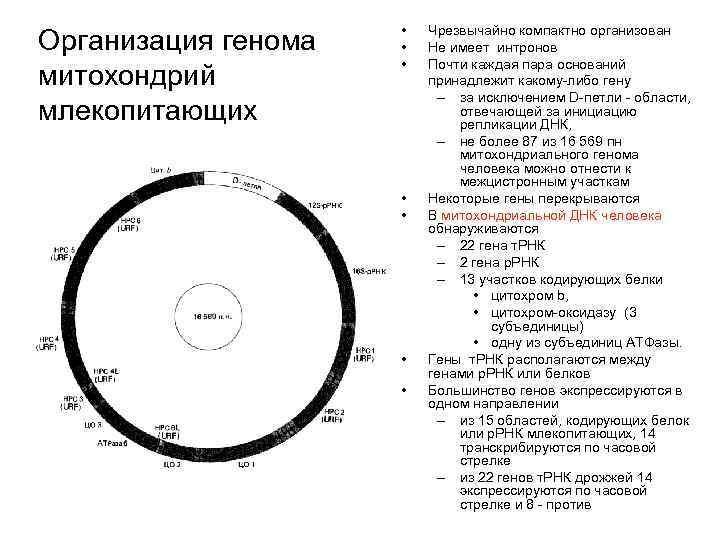 Организация генома митохондрий млекопитающих • • Чрезвычайно компактно организован Не имеет интронов Почти каждая