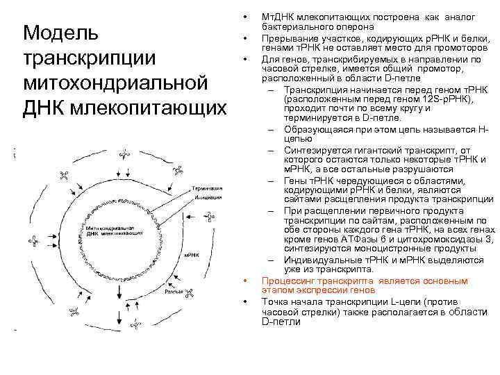 Модель транскрипции митохондриальной ДНК млекопитающих • • • Мт. ДНК млекопитающих построена как аналог