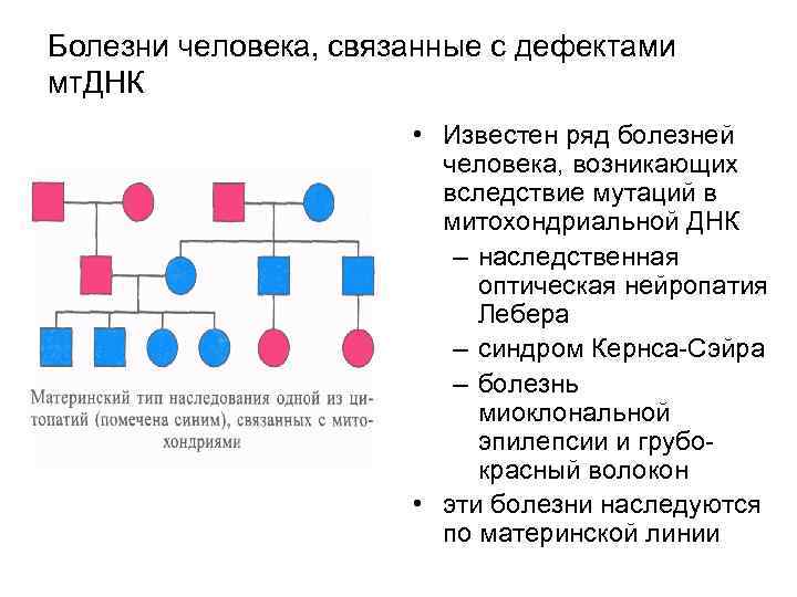 Синдром лебера тип наследования. Наследственная моторно-сенсорная нейропатия. Митохондриальный Тип наследования. Наследственная оптическая нейропатия Лебера.