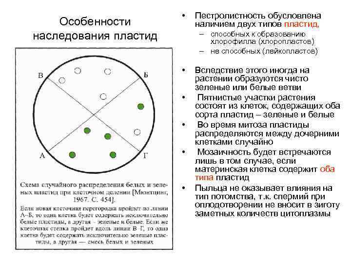 Особенности наследования пластид • Пестролистность обусловлена наличием двух типов пластид, – способных к образованию