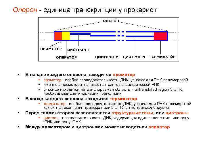 Схема строения оперона