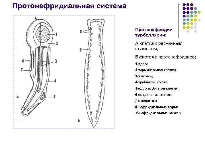 Органы выделения протонефридии непереваренные остатки