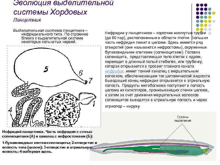 Эволюция выделительной системы у животных схема