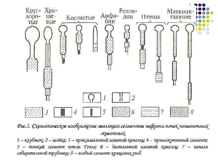 Схематическое изображение животных