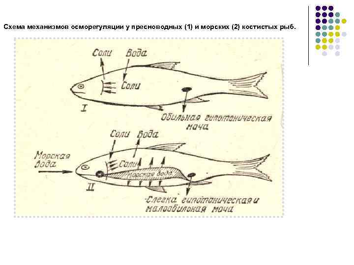 Схема функциональной системы осморегуляции