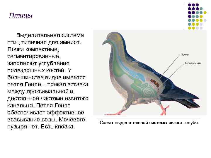 Выделительная система птиц рисунок