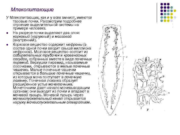 Схема строения почки млекопитающих