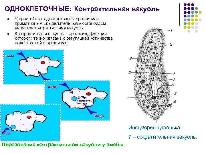 Водно солевой обмен биохимия презентация