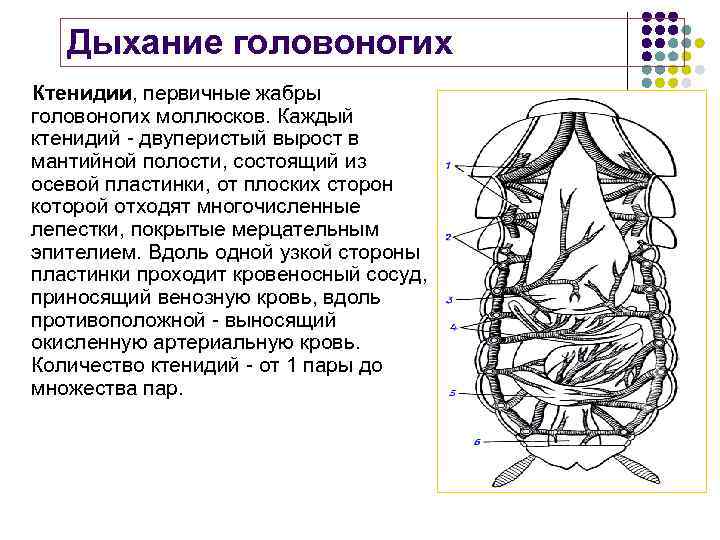 Дыхание головоногих. Дыхательная система головоногих. Дыхание головоногих моллюсков. Органы дыхания головоногих. Дыхательная система головоногих моллюсков кратко.