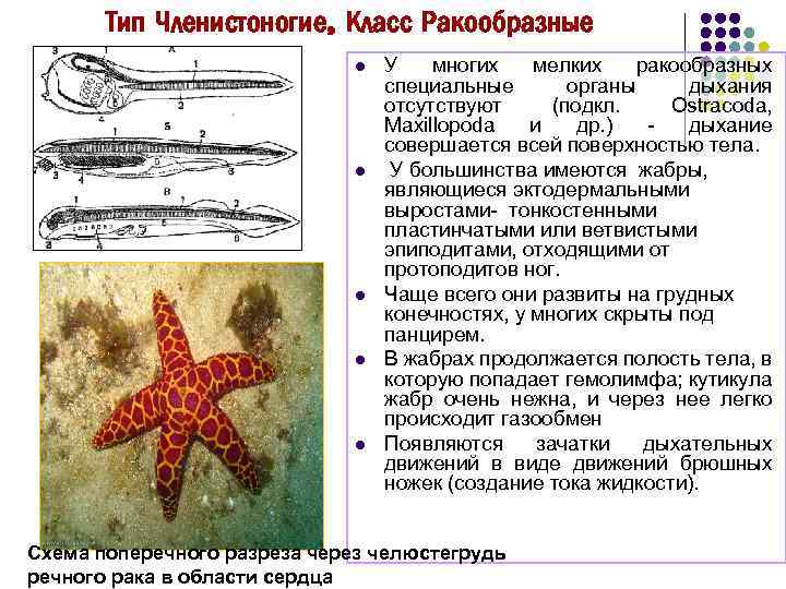 Тип Членистоногие, Класс Ракообразные l l l У многих мелких ракообразных специальные органы дыхания