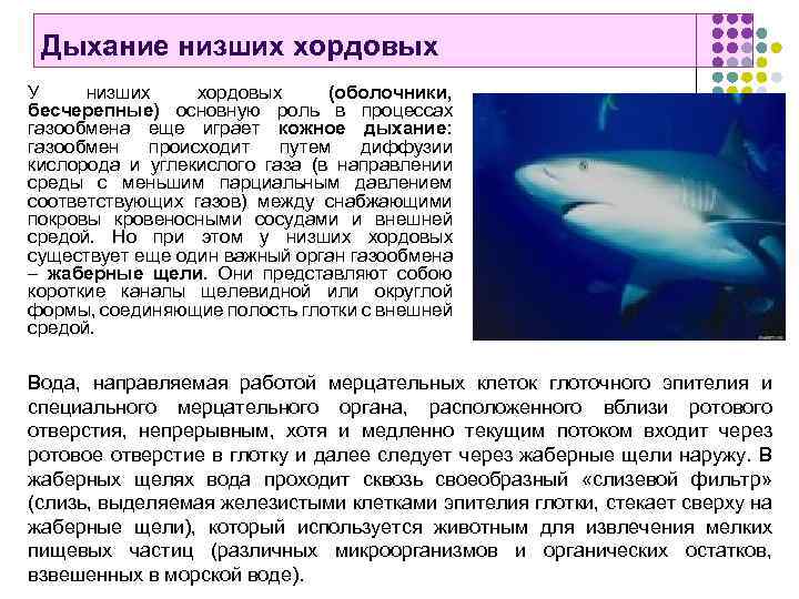 Дыхание низших хордовых У низших хордовых (оболочники, бесчерепные) основную роль в процессах газообмена еще