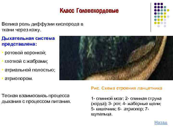 Класс Головохордовые Велика роль диффузии кислорода в ткани через кожу. Дыхательная система представлена: •