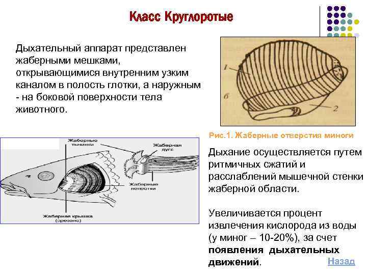 Эволюция дыхательной системы презентация 7 класс