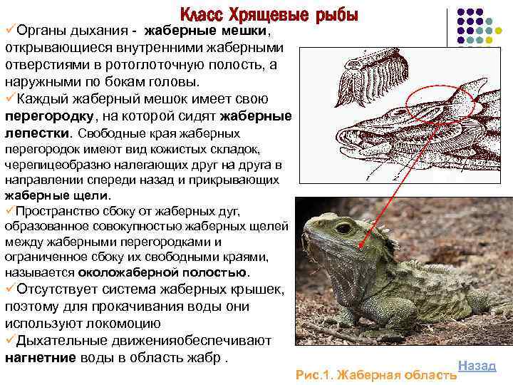 Класс Хрящевые рыбы üОрганы дыхания жаберные мешки, открывающиеся внутренними жаберными отверстиями в ротоглоточную полость,