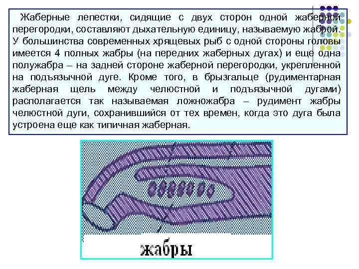 Жаберные лепестки, сидящие с двух сторон одной жаберной перегородки, составляют дыхательную единицу, называемую жаброй.
