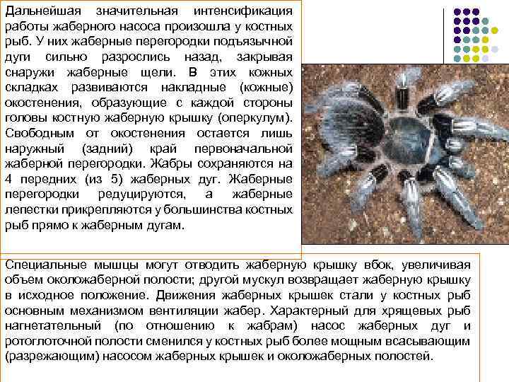 Дальнейшая значительная интенсификация работы жаберного насоса произошла у костных рыб. У них жаберные перегородки