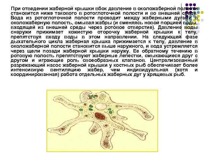 При отведении жаберной крышки вбок давление в околожаберной полости становится ниже такового в ротоглоточной