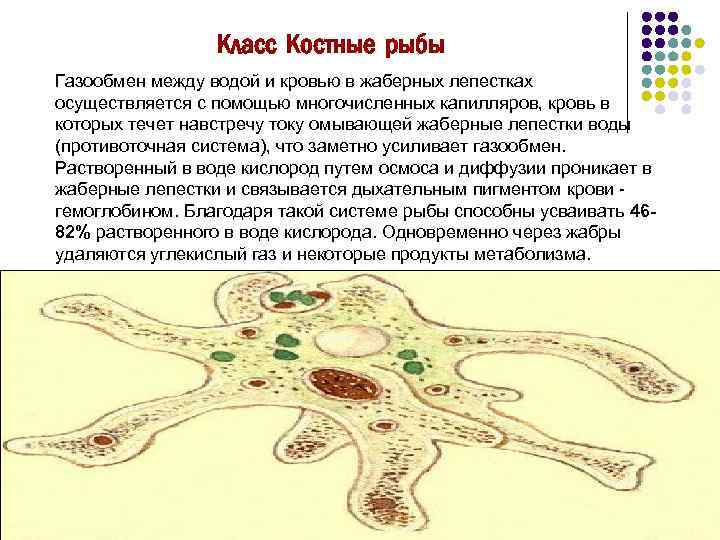 Класс Костные рыбы Газообмен между водой и кровью в жаберных лепестках осуществляется с помощью
