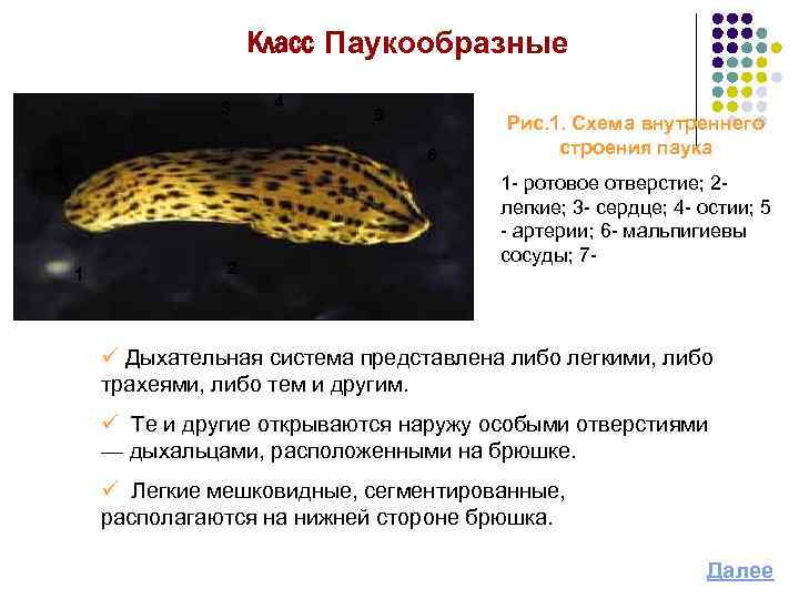 Класс Паукообразные 3 4 5 6 1 2 Рис. 1. Схема внутреннего строения паука