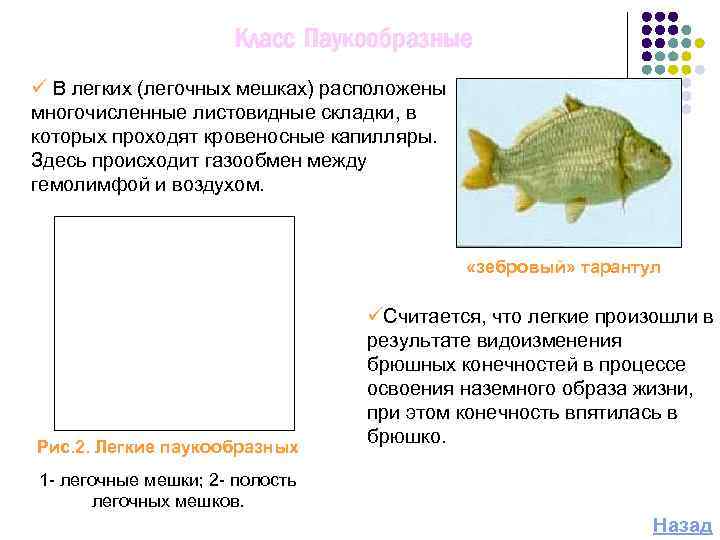 Класс Паукообразные ü В легких (легочных мешках) расположены многочисленные листовидные складки, в которых проходят