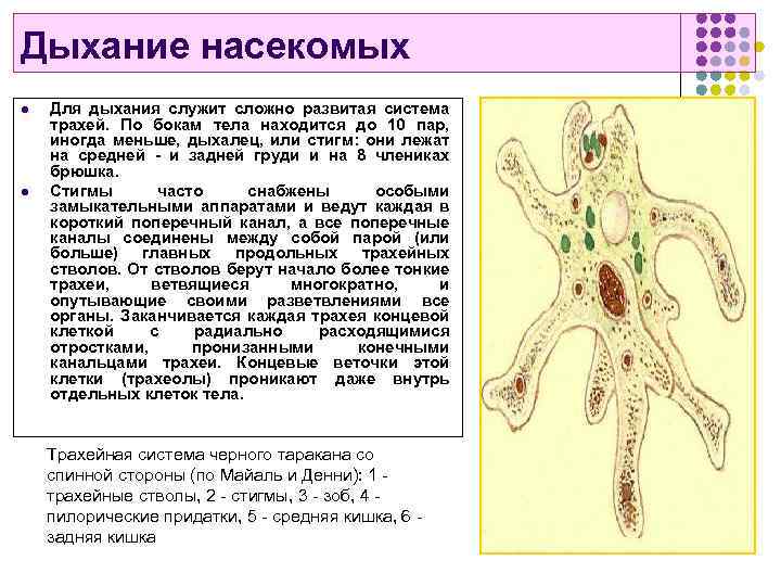 Дыхание насекомых l l Для дыхания служит сложно развитая система трахей. По бокам тела