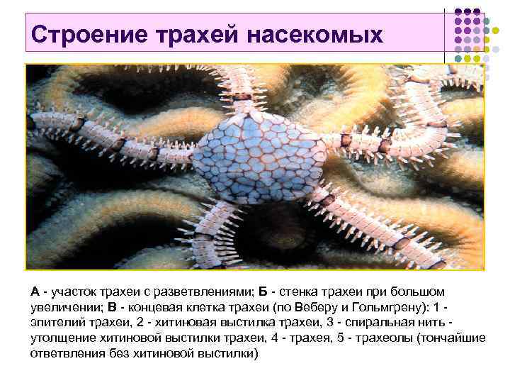 Строение трахей насекомых А участок трахеи с разветвлениями; Б стенка трахеи при большом увеличении;