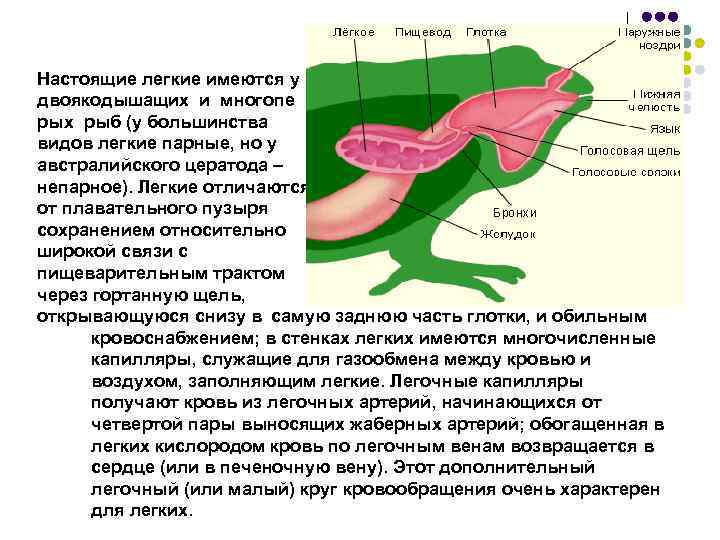 Настоящие легкие имеются у двоякодышащих и многопе рых рыб (у большинства видов легкие парные,